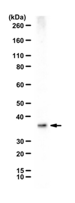 MilliporeSigma Rabbit anti-Aspa/Nur7, Polyclonal, 100&mu;g:Antibodies,